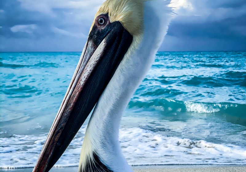 pelican 1