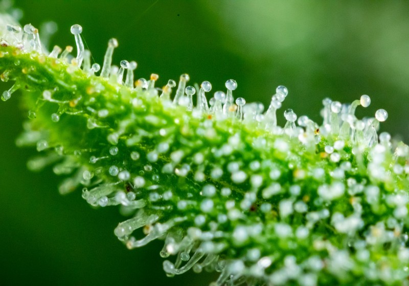 macro weed
